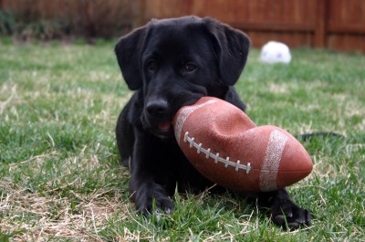 dog-football