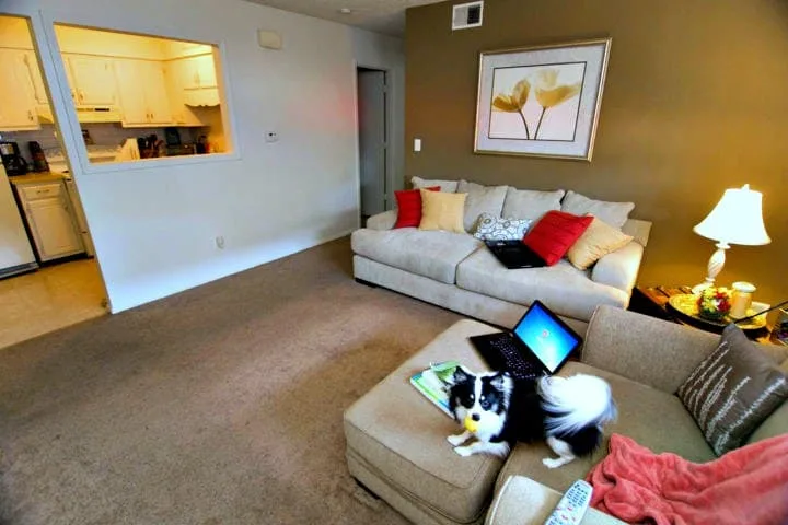 A dog friendly apartment.