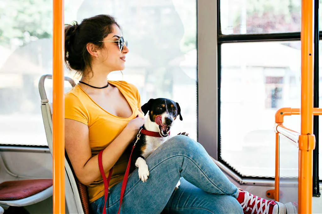 Dog friendly public transportation is one of the many factors that determines how pet friendly a city is.