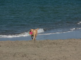dog-frisbee-at-beach-by-chrisada.jpg