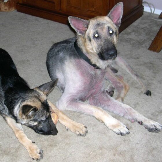 How To Dye Dog Hair Yourself At Home Using Dog Safe Hair Dye Products