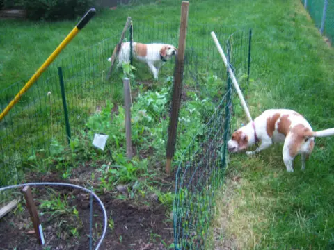 dog-garden-fencing