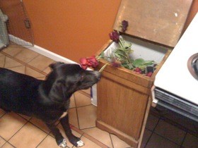 dog-getting-roses-out-of-trash-by-CJ-Sorg.jpg