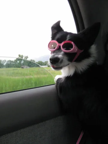dog-goggles-car-ride