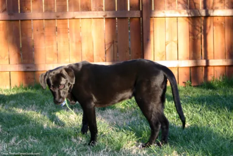 dog-grass
