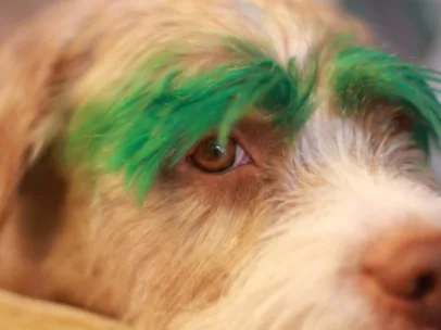 5 DIY Dog Hair Dye Methods Using Food Color… Read This Before You Dye Your Dog’s Fur A Different Color!