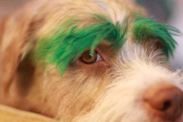 Dogs hair turning orange