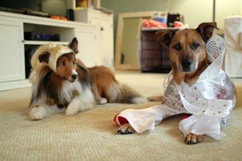 dog-halloween-costumes