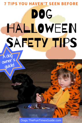 Dog Halloween Safety Tips you probably haven't seen before!