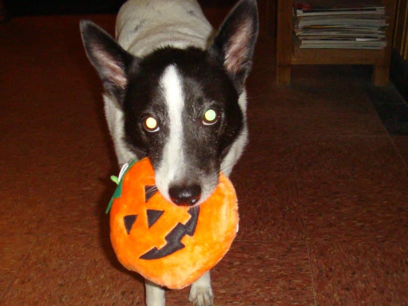 Even just having a couple of dog Halloween toys with you while walking (or strollering) your dog would work.