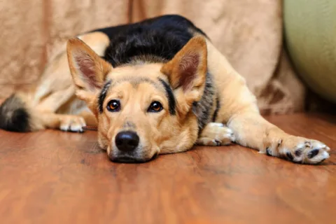 Furry dog paws and hardwood flooring don't mix - you should keep your dog's paw fur trimmed. Here's how to do it...