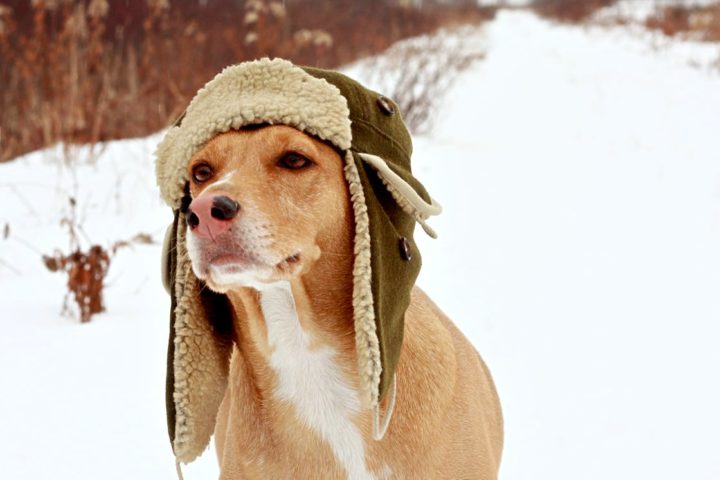 VIDEOS: Dogs With Hats! | The Dog Guide