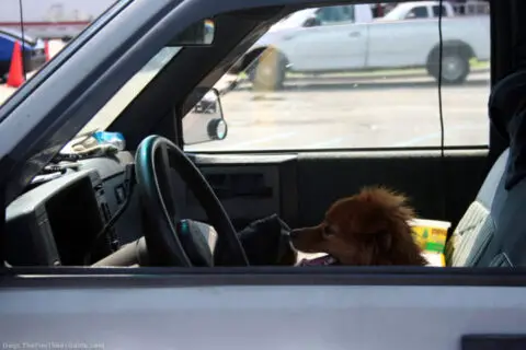 dog-hot-car.jpg