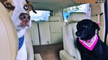Dog Travel Tips + Dog Car Accessories You Probably Haven’t Thought Of!