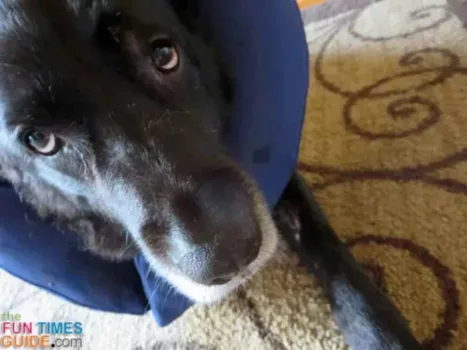 My dog had a hot spot, so we used this inflatable soft dog cone collar and it worked great!