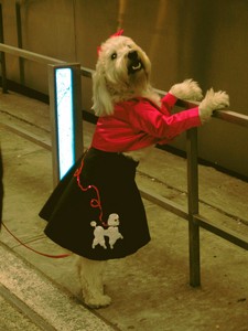 dog-in-a-poodle-skirt-by-mockstar.jpg