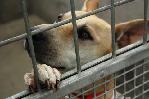 dog-in-animal-shelter