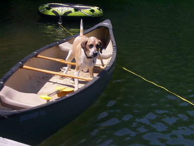 dog-in-canoe.jpg
