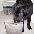Our dog dipping into the dogfood container, before filling up his dog food bowl.