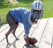 A greyhound dog in a football uniform.