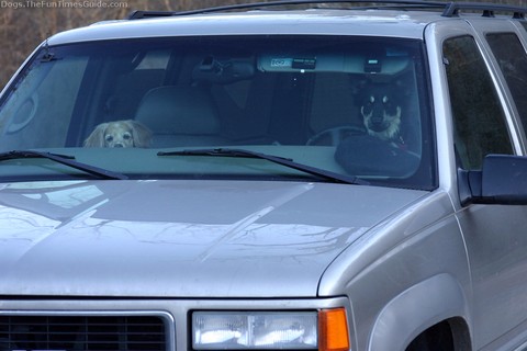 dog-in-hot-car.jpg