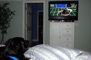 dog-intrigued-by-football-plays-on-tv.jpg