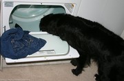 dog-investigating-inside-dryer.jpg