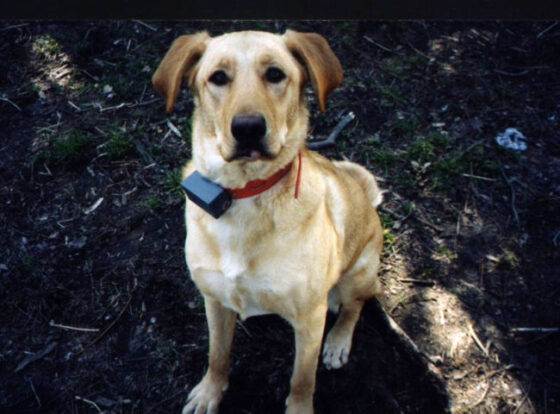 Money Saving Tips To Replace Invisible Fence Batteries In Your Dog S Collar The First Time Dog Owner Guide Money Saving Tips To Replace Invisible Fence Batteries In Your Dog S Collar The First Time Dog Owner Guide