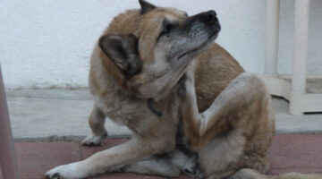 Dog Itching & Scratching: What Causes A Dog To Scratch All The Time?
