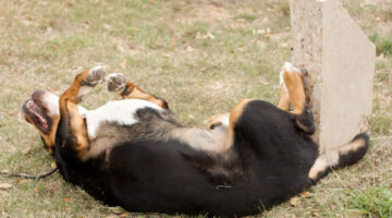 Best Dog Dry Skin Remedy To Treat Your Dog’s Dry Skin At Home