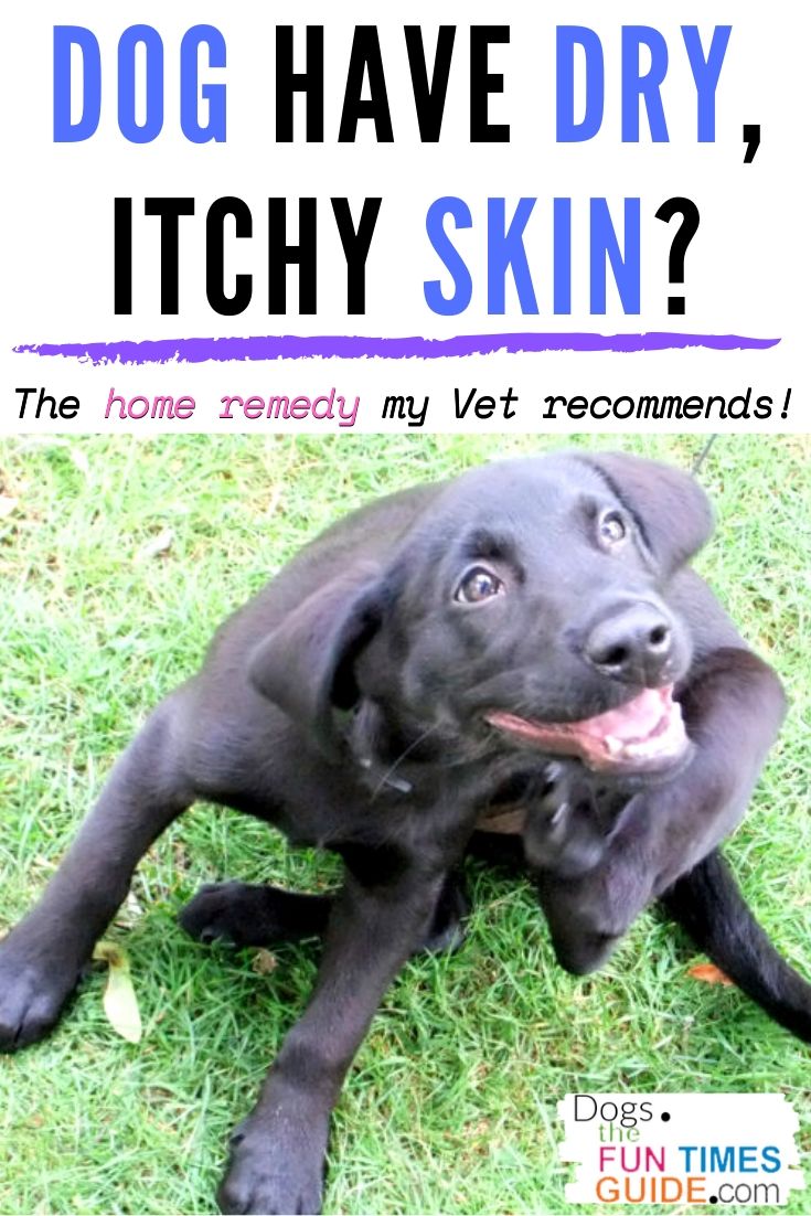 how do you treat dry flaking skin on a dog