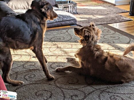 See how I stop dog jealousy & aggression issues before the get out of hand.