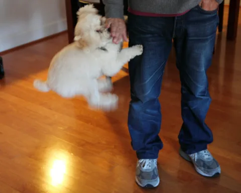 dog-jumping