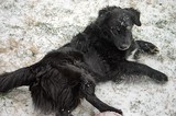 Our dog, Destin, after he's just rolled on the ground and is now covered in snow.