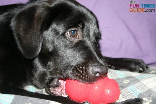 My dogs have always been huge fans of classic Kong toys filled with tasty treats inside.