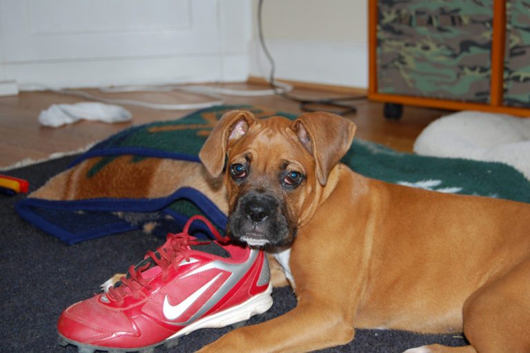 Dog Chewing How To Teach Your Dog The Difference Between A Good Toy