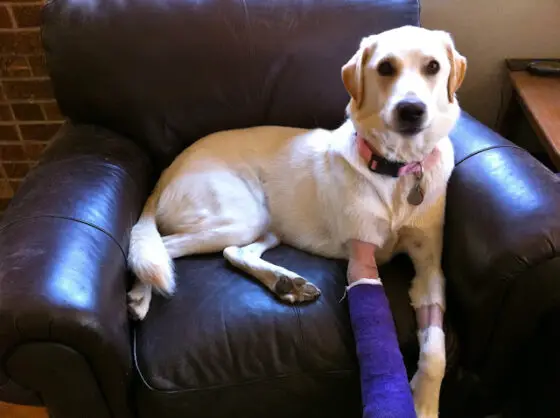 How To Keep Dog Bandages And Casts Dry In Wet Rainy Or Snowy Conditions The First Time Dog Owner Guide