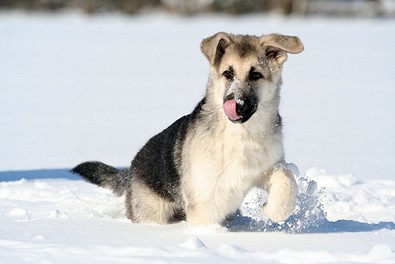 dog-licking-snow-off-face.jpg