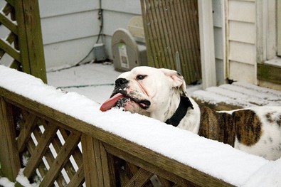 dog-licking-snow.jpg