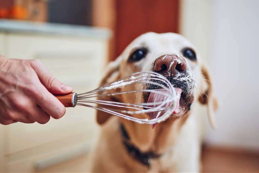 There's nothing like the feeling of accomplishment when you've made homemade dog treats... and watching your dog lick the bowl! There's nothing like the feeling of accomplishment when you've made homemade dog treats... and watching your dog lick the bowl!