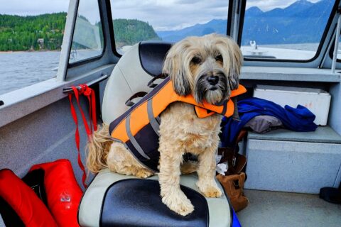 Find out here if life jackets for dogs are required or not.