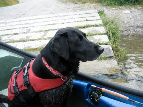 Black Lab dog wearing a life jacket