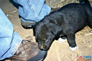 Tenor a couple weeks before he was old enough to leave the litter - sniffing out his potential pet parents.