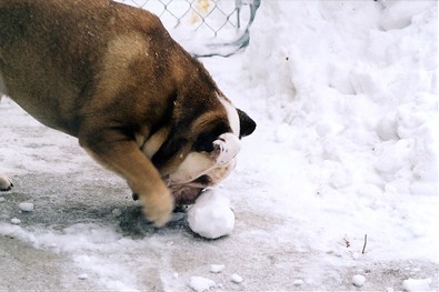 dog-making-snowman.jpg
