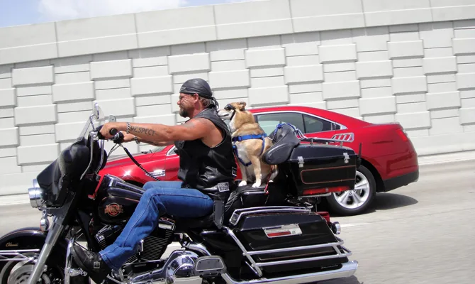Dog riding on the back of a motorcycle.