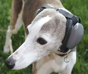 Mutt Muffs dog ear muffs provide top-of-the-line hearing protection for your dog's ears. Remember, if a noise is loud to a human, then it's painful to a dog!