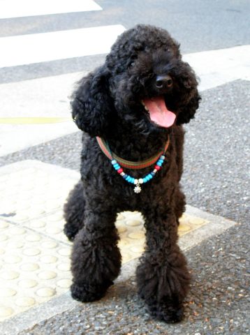 A dog wearing 2 necklaces. photo by tanakawho on Flickr