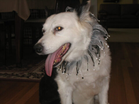 Dog wearing fun doggy bling for a formal pet party. photo by sailorbill on Flickr