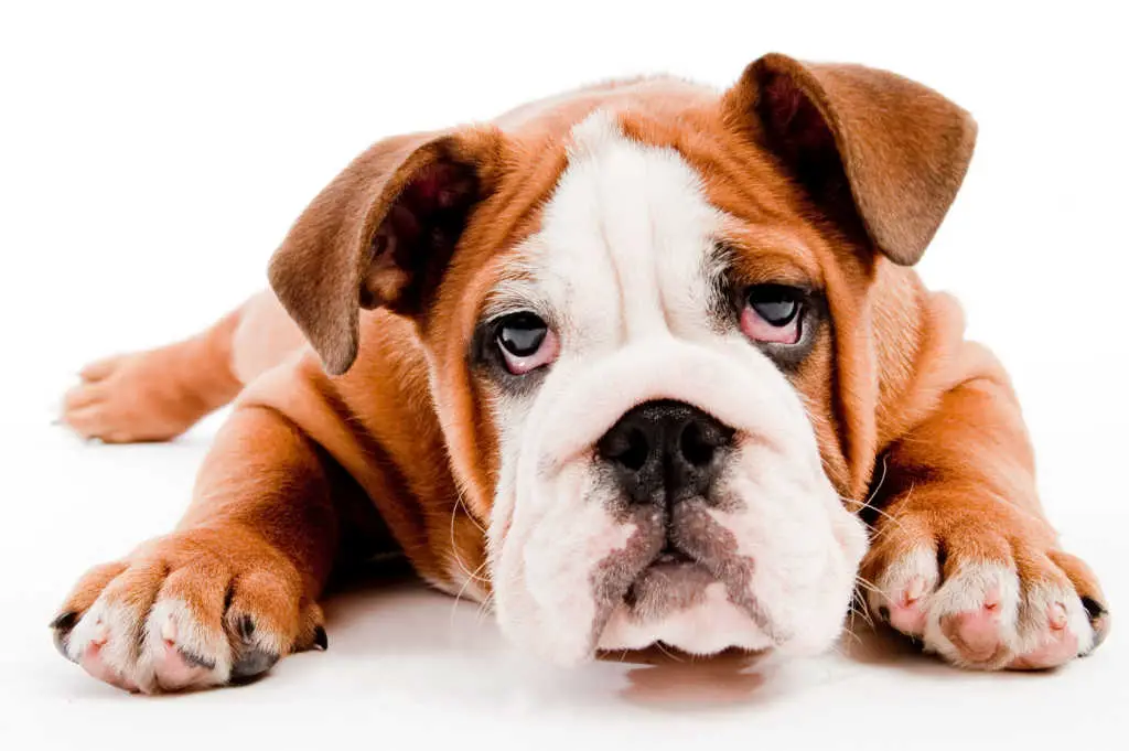 See the signs and symptoms of nicotine poisoning in dogs.
