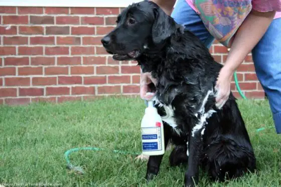 Smelly Dog Odor Even After A Bath? Try These Simple DIY Dog Odor Remedies And You Won't Have A